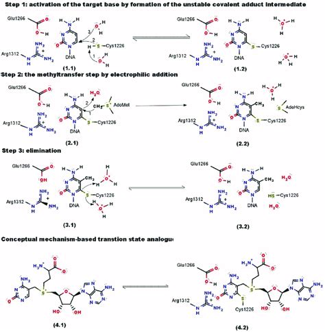 Cytosine analogues as DNA methyltransferase substrates.